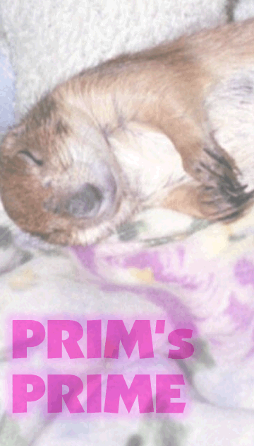 PRIM's PRIME �v���[���[�E�h�b�O�̃v����